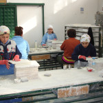 Iznik Chini Production 2